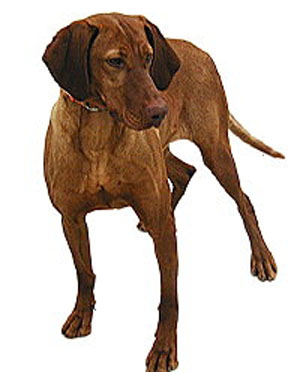 The Vizsla is a dog of power and drive in the field yet a tractable and affectionate companion in th