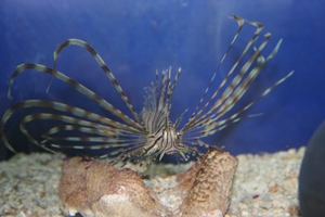 Volitan Lionfish are meat eaters and can kill and eat smaller tankmates