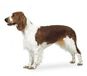 The welsh springer spaniel is a medium-sized short-coated hunting dog 