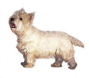 The West Highland White Terrier is a small, game, well-balanced hardy looking terrier