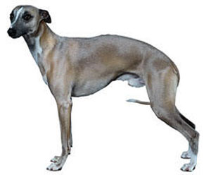 Whippet