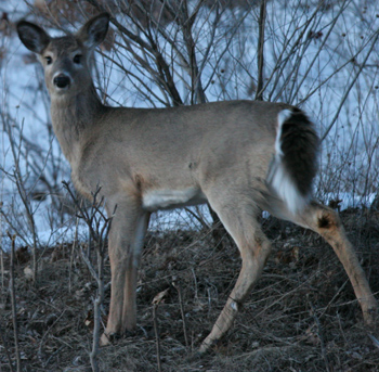 White tail deer out at dusk in spring