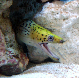 The Yellow Head Eel can be found in many parts of the Pacific Ocean