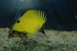 Yellow longnose butterfly needs a varied diet and fed three times per day