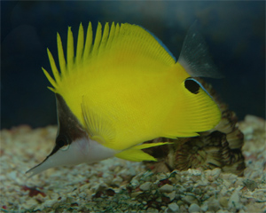 Yellow longnose butterflyfish is a relatively hardy fish