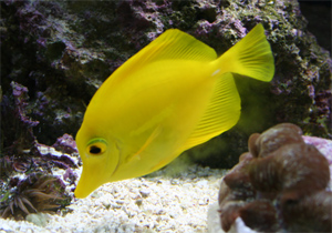 Yellow Tang