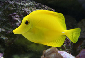 yellow tang eat a varied diet but like vegitable matter