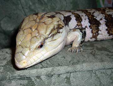 blue tongue skink Blue_Tongue_Skink