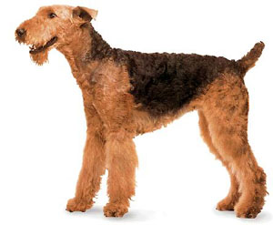 Airedale terrier