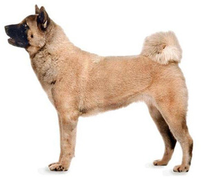 akita is a japanese breed 