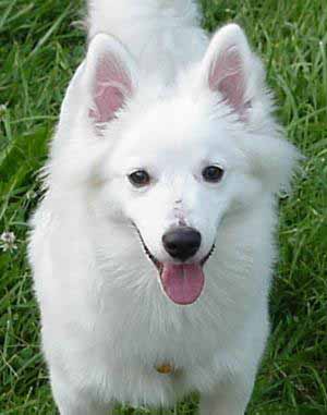 American_eskimo_dog_puppy