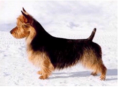 australian terrier