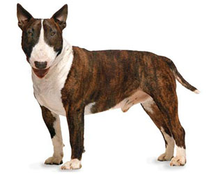 bull terrier