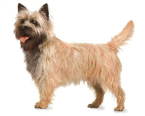 cairn terrier