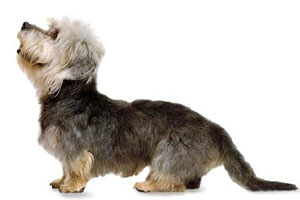 dandie dinmont