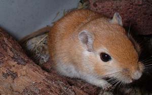 Gerbils are typically larger than mice, but smaller than rats.