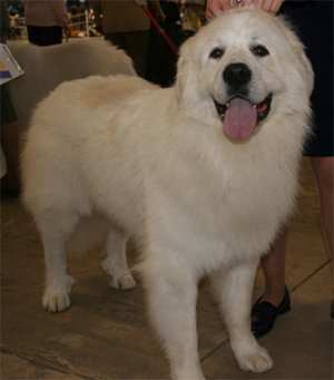 In nature, the Great Pyrenees is confident, gentle, and affectionate