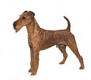 Irish terrier