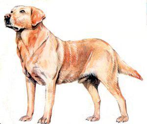 labrador_retriever