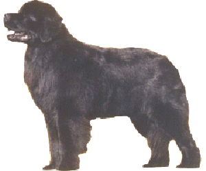 The Newfoundland is a sweet-dispositioned dog that acts neither dull nor ill-tempered