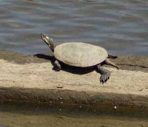 Painted_Turtle