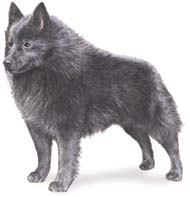 Schipperke