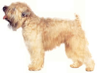 soft_coated_wheaten_terrier