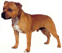 staffordshire_bull_terrier