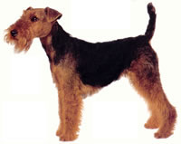The Welsh Terrier is a game dog-alert, aware, spirited-but at the same time, is friendly and shows s