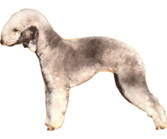 bedington terrier
