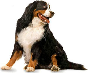 The Bernese Mountain Dog should stand steady, though may remain aloof to the attentions of strangers