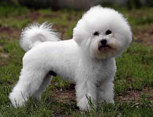 bichon frise