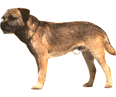 border terrier