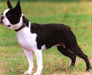 Boston_Terrier