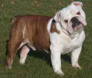 bulldog