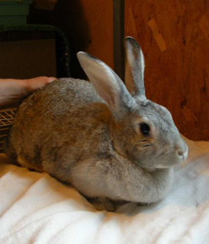 Rabbits are one of the most appealing of small pets