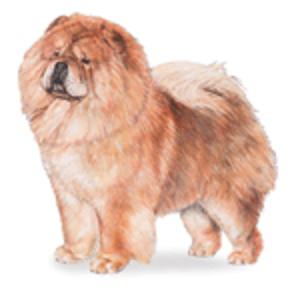 adult chow chow