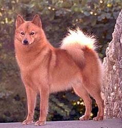 finnish_spitz