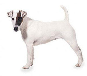 smooth_fox_terrier