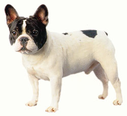 French Bulldog