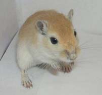 Gerbils make wonderful pets