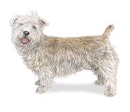 Although generally less easily excited than other terriers, the Glen is always ready to give chase.