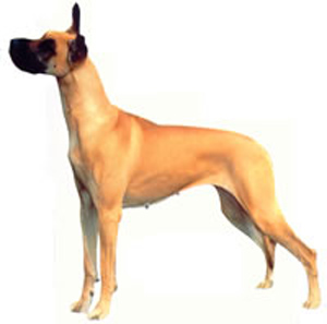 The Great Dane must be spirited, courageous, always friendly and dependable, and never timid or aggr