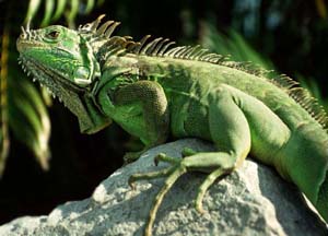 Green Iguana