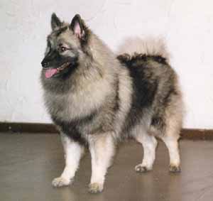 keeshond