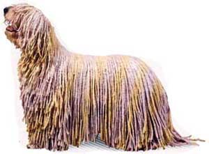 The Komondor is a flock guardian, not a herder