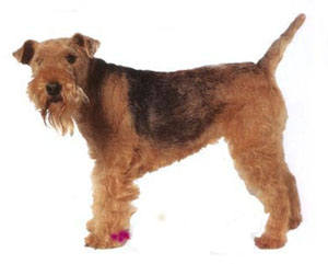 lakeland terrier