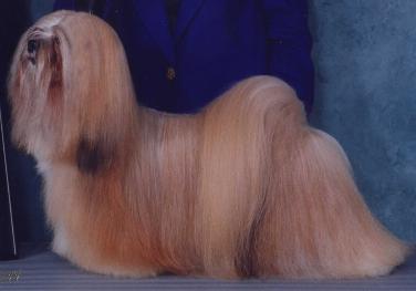 lhasa_apso lhasa_apso