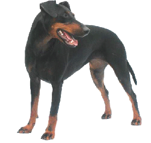 manchester terrier