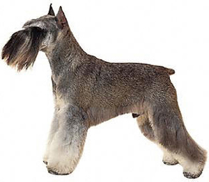 Miniature_schnauzer